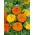 Marigold Mexico - pilihan pelbagai - 150 biji - Tagetes erecta  - benih