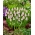 ムスカリピンクの日の出 - グレープヒヤシンスピンクの日の出 - 球根/塊茎/根 - Muscari