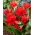 Tulipa botânica - 'Variedade de Tubergen' - embalagem XXXL! - 250 pcs.