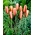 Botanický tulipán - Cynthia - velké balení! - 50 ks.