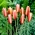 Botanický tulipán - 'Cynthia' - balíček XXXL! - 250 ks