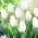 Fehér tulipán - nagy csomag! - 50 db.
