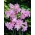 Amaryllis belladonna, Jersey lelie - grootverpakking! - 10 stuks; belladonna-lily, naked-lady-lily, maartlelie - 