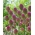 Allium Sphaerocephalon - 20 बल्ब - 