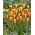 Tulipán Chrysantha - csomag 5 darab - Tulipa Chrysantha
