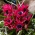 Tulipa Little Beauty - Тюльпан Маленька краса - 5 цибулин