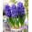 Giacinto 'Royal Navy' - fiori doppi - confezione grande - 30 pz