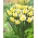 Narcissus Golden Echo - Narzisse Golden Echo - 5 Zwiebeln