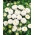 Aster berbunga pompom putih - 500 biji - Callistephus chinensis