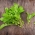 Baby Leaf - Rocket - Eruca vesicaria - semená