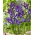 Iris holandés "Discovery Purple" - ¡paquete grande! - 100 bulbos