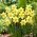 "Red Devon" daffodil - large package! - 50 bulbs