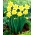 "Safina" daffodil - 5 bulbs