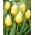 "Sweetheart" tulip - 5 bulbs
