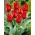 Tulipe Jules Cesar - 5 mcx