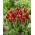 Tulip Red Spider - large pack! - 50 pcs