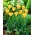 Tulipano a foglie di lino, Tulipano Bokhara Charm in bronzo - 5 pz - 