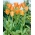 Tulip Orange Emperor - 5 pcs