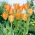 Tulip Orange Emperor - 5 stk