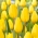 Tulip Strong Gold - grand paquet ! - 50 pieces