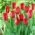 Tulipe Strong Love - 5 pcs