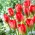 Tulip Red Alert - embalagem grande! - 50 pcs.