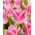 Tulip Royal Ten - pacote grande! - 50 pcs.