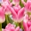 Tulipánová kráľovská desiata - veľké balenie! - 50 ks