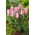 Tulip Synaeda Amor - velké balení! - 50 ks.
