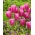 Tulip Jumbo Pink - 5 vnt.