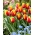 Tulip Andre Citroen - iso pakkaus! -50 kpl