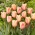 Tulipe Abricot Foxx - grand paquet ! - 50 pieces