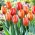 Tulip Hermitage - velké balení! - 50 ks.
