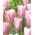 Tulip Mistress Mystic - pachet mare! - 50 buc.