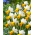 Winter Waltz daffodil - 5 pcs