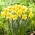 Barenwyn daffodil - 5 pcs