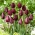 Frijol Tulip Black - 5 piezas