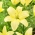 Lily - Easy Vanilla - fara polen, perfect pentru vaza! - pachet mare! - 10 buc.