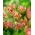 Manitoba Morning martagon lily - ¡paquete grande! - 10 piezas; Lirio de gorra de turco