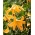 Tree lily - Orange Space - large pack! - 10 pcs