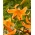 Orange tree lily - large pack! - 10 pcs