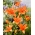 Lily - Orange Summer - stor pakke! - 10 stk