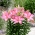 Rozalynn miniature pot lily