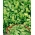 Baby Leaf - Divlja raketa; višegodišnja zidna raketa - Diplotaxis tenuifolia - sjemenke