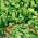 Baby Leaf - Дика ракета; Багаторічна стіна ракети - Diplotaxis tenuifolia - насіння
