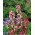 Trvalka Mullein zmiešané semená - Verbascum sp. - 700 semien