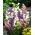 Canterbury zvony - mix farieb - 2000 semien - Campanula medium - semená