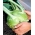 Kohlrabi "Gigant"- 후반부, 옅은 녹색, 매우 다양 함 - 코팅 종자 - 100 개 종자 - Brassica oleracea var. Gongylodes L. - 씨앗