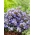 Hoa hướng dương Serbia, Hạt giống thác nước màu xanh - Cây Sơn tùng - Cây thông - 480 hạt - Campanula poscharskyana