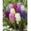 Hyacint - výber farieb - veľké balenie! - 30 ks